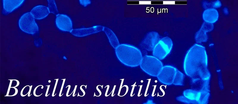 Bacillus Subtilis