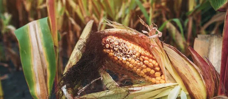 carbendazim 