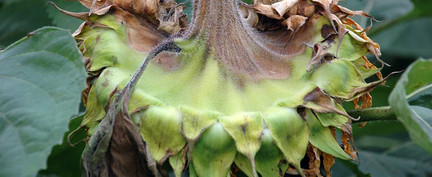 carbendazim