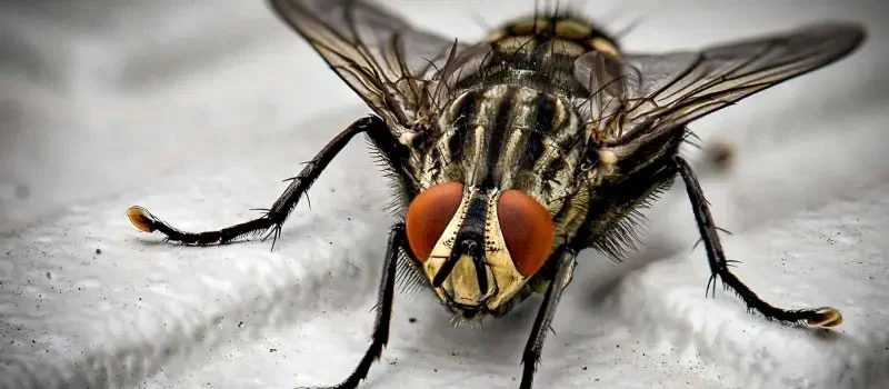 Azamethiphos