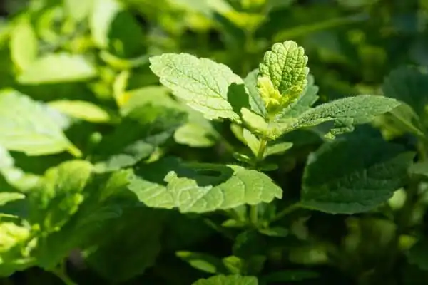 How to prevent the development of weed resistance to Cyhalofop