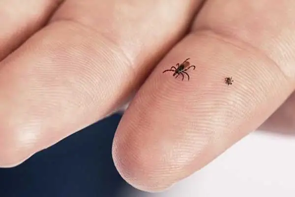 Does nitenpyram kill ticks?