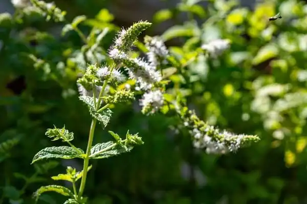 What is dicamba herbicide?