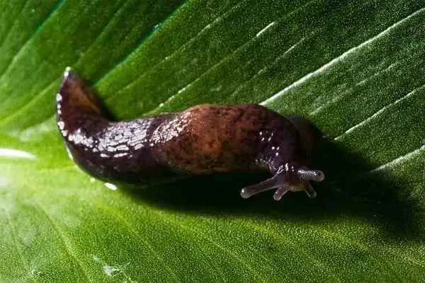 What is metaldehyde？