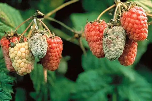 Prochloraz Fungicide: Broad-Spectrum, Systemic—Why Choose?