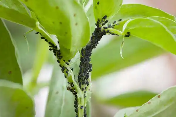 Phoxim 92% Technical vs Other Insecticide Concentrates