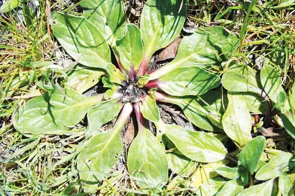 How long does imazethapyr last in soil?