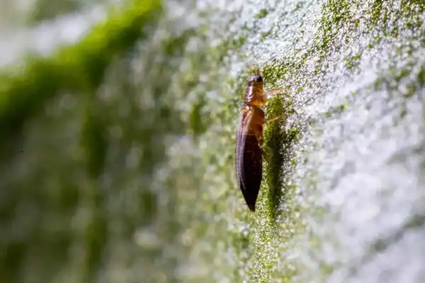 Insecticide Triazophos 85 TC Application Guide for Crops