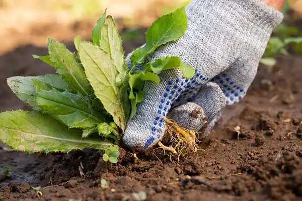 What is thiocyclam hydrogen oxalate used for?