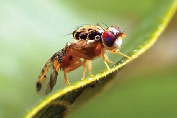 Dimethoate: An Insecticide for Controlling Pests in Agriculture