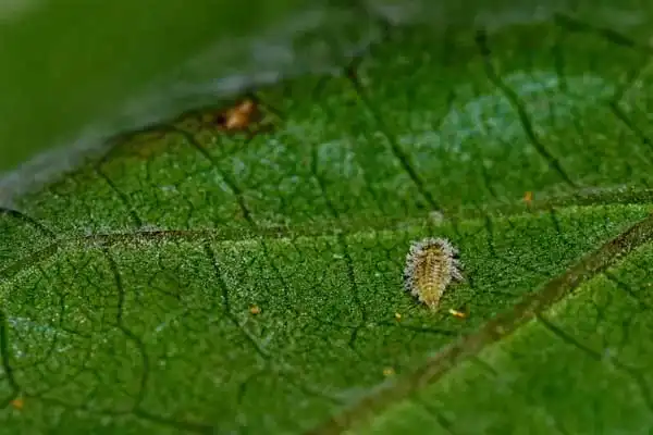 How does Bifenthrin work？