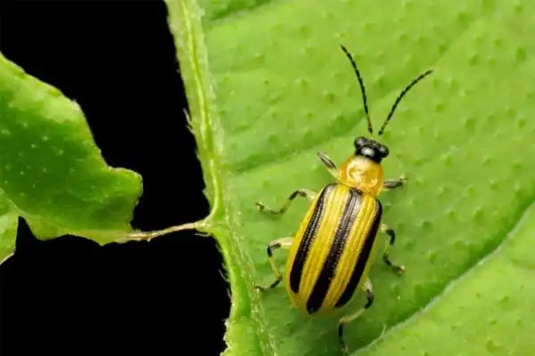 Top Phoxim 92% Suppliers: How to Choose the Best