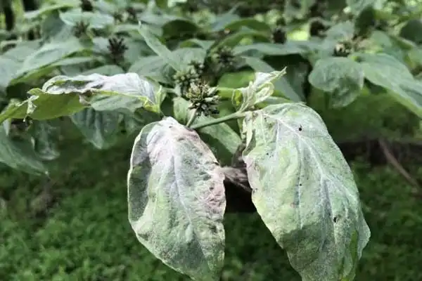 How does Prochloraz work on rust diseases?