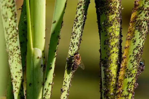 Where to Buy Quality Pymetrozine 50%WG for Crop Protection?
