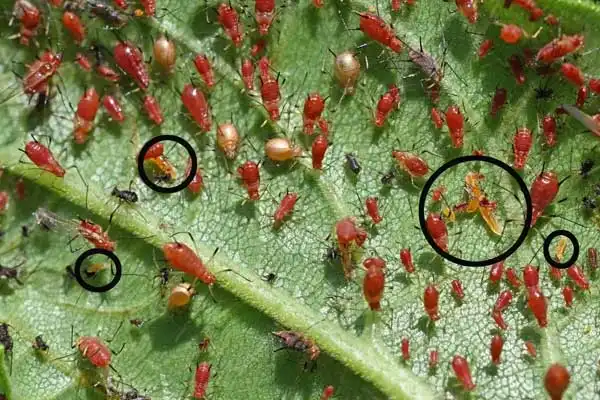 What is the difference between flumethrin and deltamethrin？