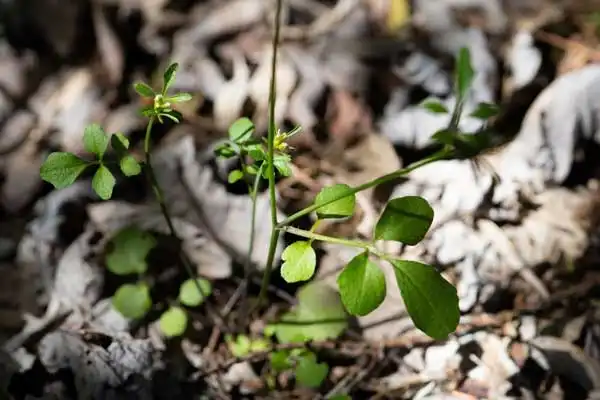 Clodinafop-Propargyl Mode of Action in Selective Herbicide Use